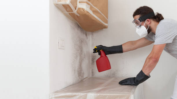Professional Attic Mold Removal technician working in Boston, MA