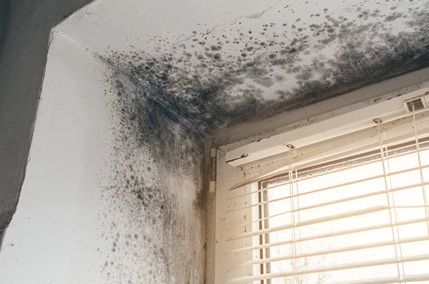 Affordable Mold Cleanup solutions in Boston, MA