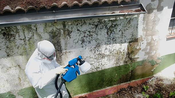 Trusted Attic Mold Removal service in Boston, MA - Cheap Mold Removal